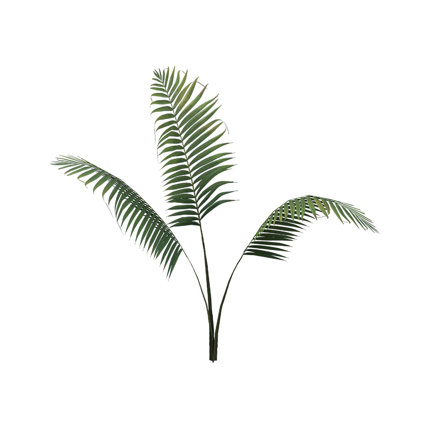 Lytocaryum weddellianum - Weddell's Palm